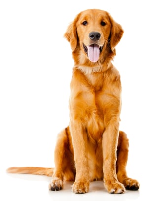 Beautiful dog sitting down - isolated over a white background